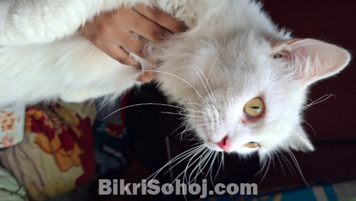 Short hair double  cot Persian Cats